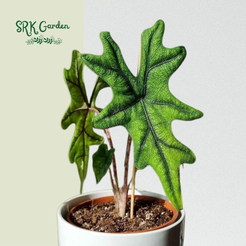 Rare Alocasia Sulawesi Jacklyn 6" pot