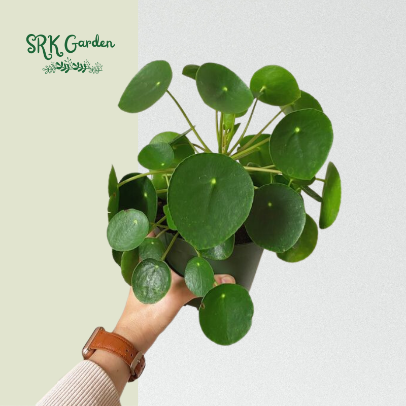 Chinese Money Plant (Pilea Peperomioides) 4" pot