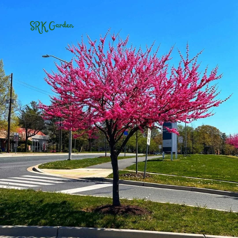 Eastern Redbud Tree Seedlings for Planting - Amazing Pink Spring Flowe ...