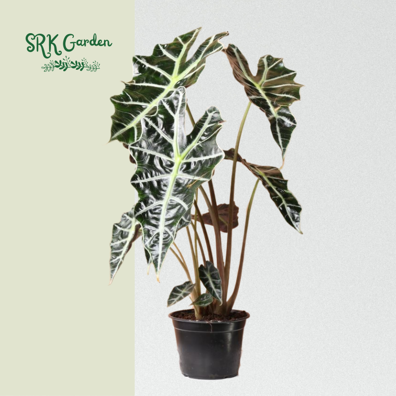 Alocasia Amazonica Poly - Africn Mask Elephant Ear - Live Plants 4" po   Srk Garden