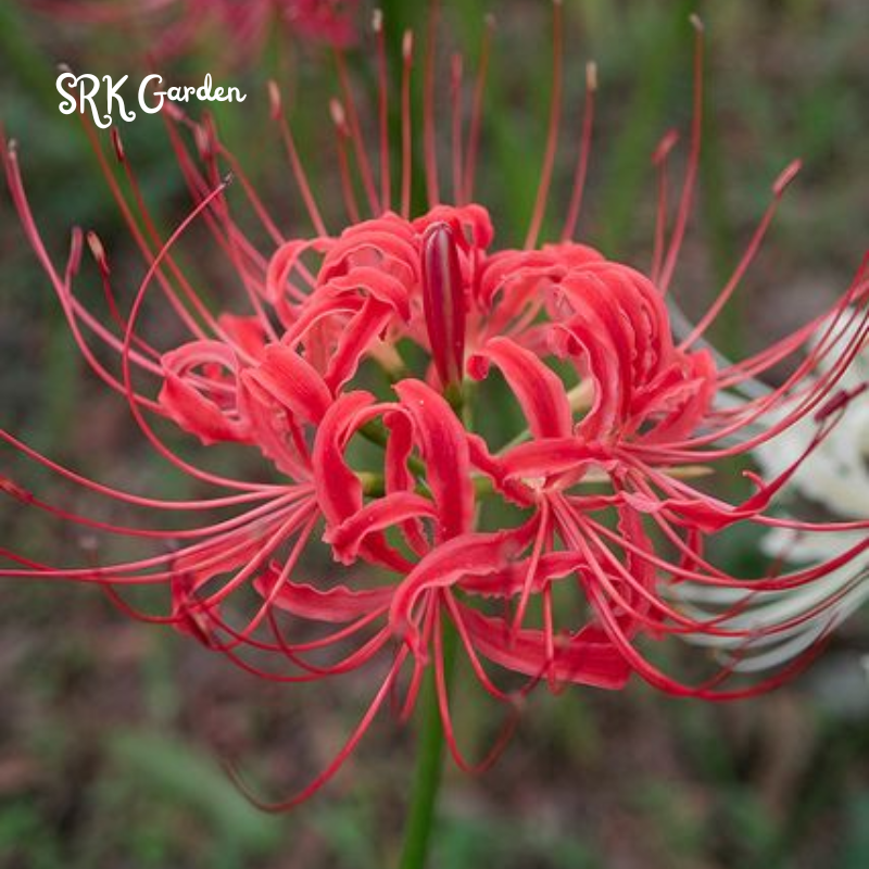 Heirloom Red Spider Lily (Lycoris Radiata) Bulbs (Pack of 10 Bulbs)