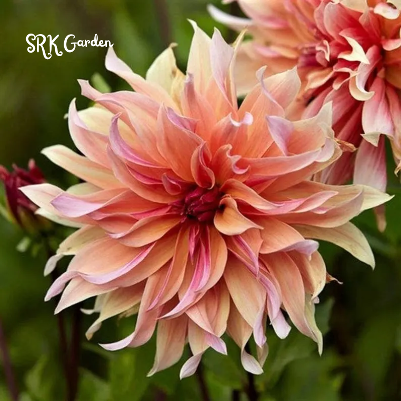 Mix 100+ Seeds - Dahlia Labyrinth Flower Seeds, Exotic