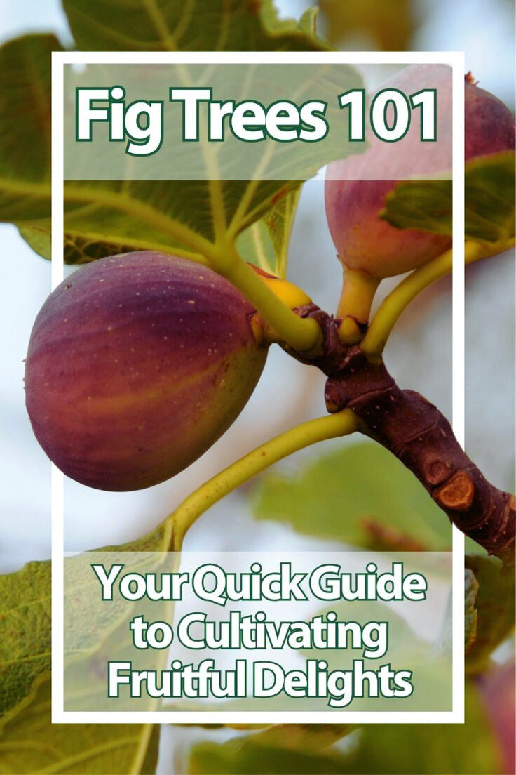 How to Grow and Care for Fig Trees: A Gardener’s Guide