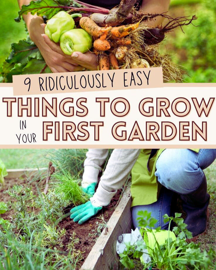 Beginner Gardening Tips: Easy Vegetables to Grow for First-Time Gardeners