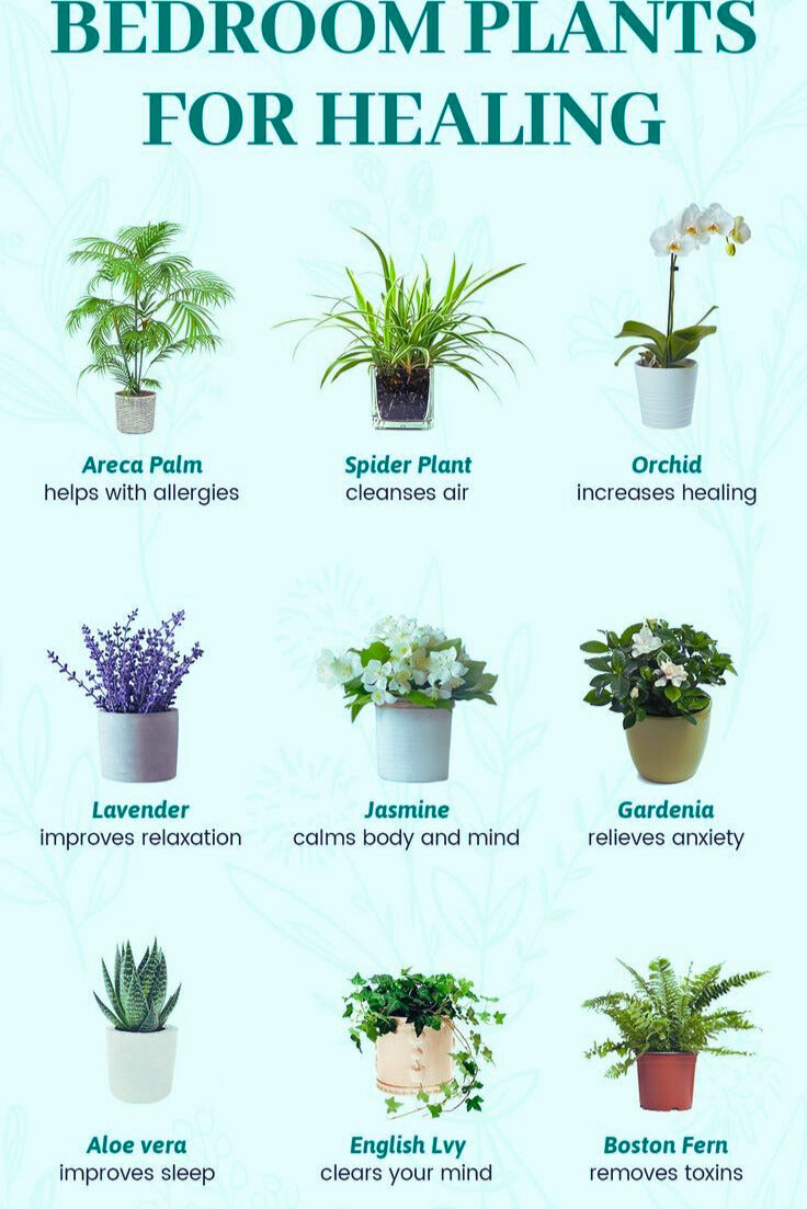 Best Bedroom Plants for a Good Night's Sleep and Improved Health