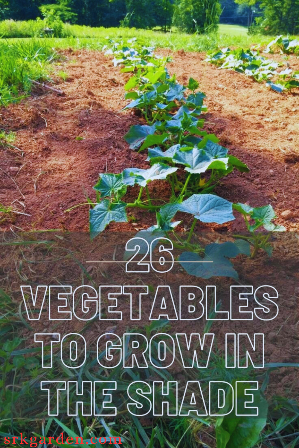 26 Vegetables to Grow in the Shade for Thriving Gardens in Low Sunlight
