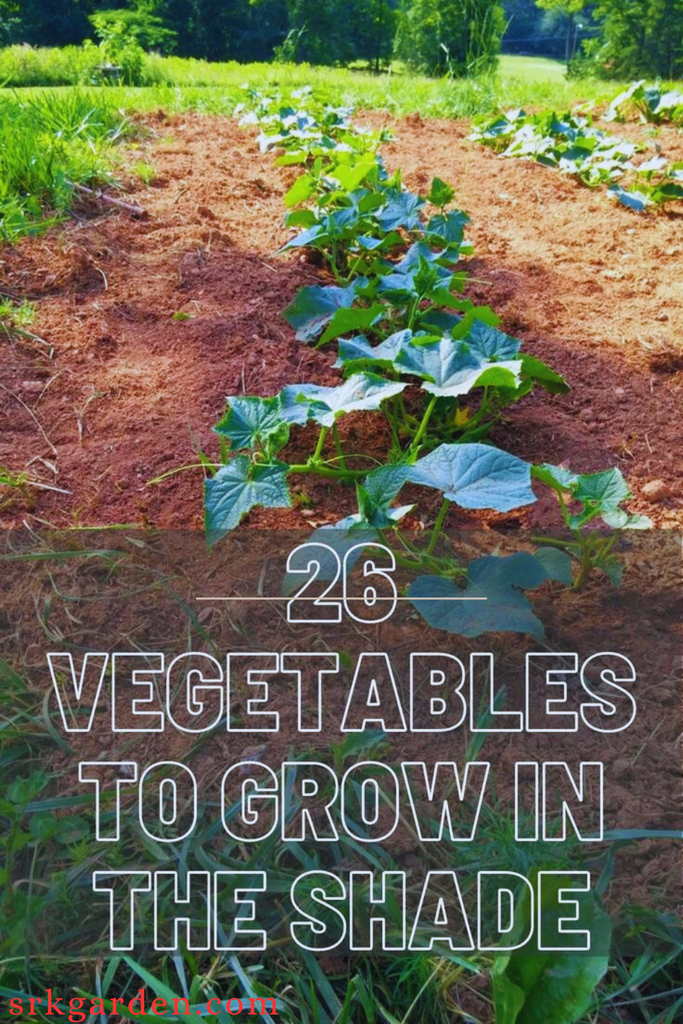 26 Vegetables to Grow in the Shade for Thriving Gardens in Low Sunligh ...