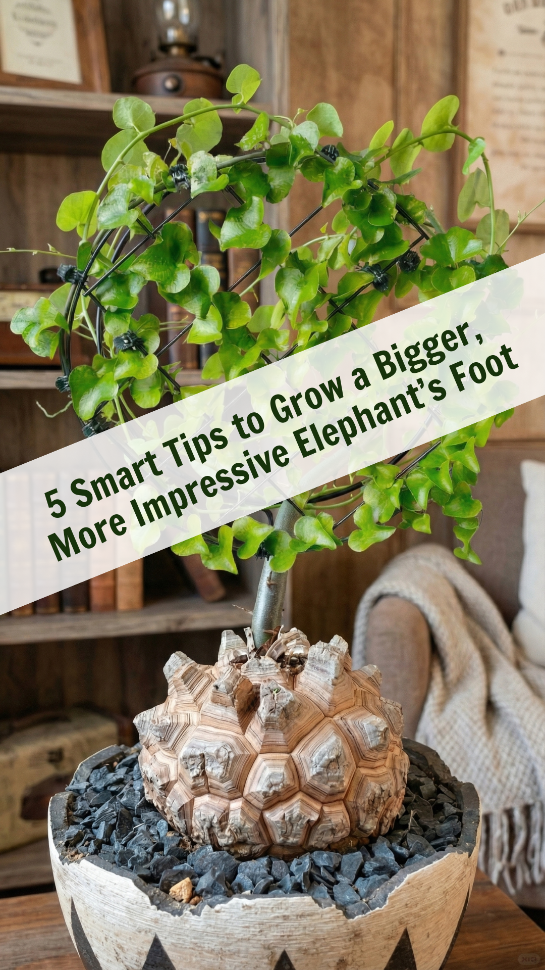 5 Smart Tips to Grow a Bigger, More Impressive Elephant’s Foot (Dioscorea Elephantipes)