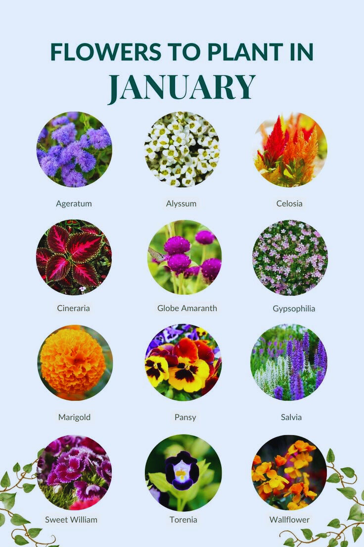 Flowers to Plant in January