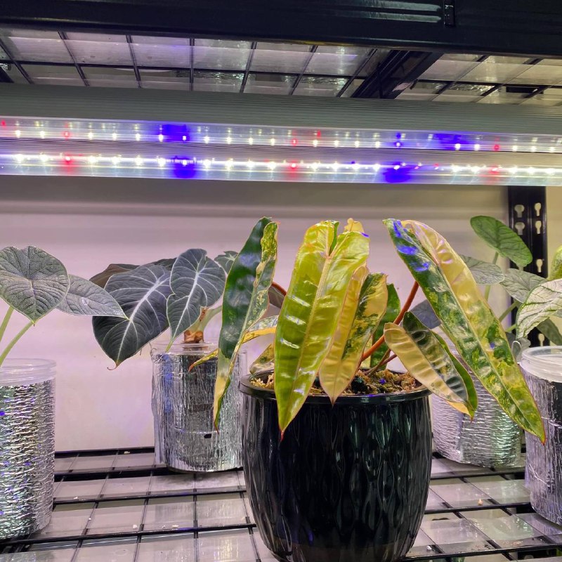 GEDGAD DECOR