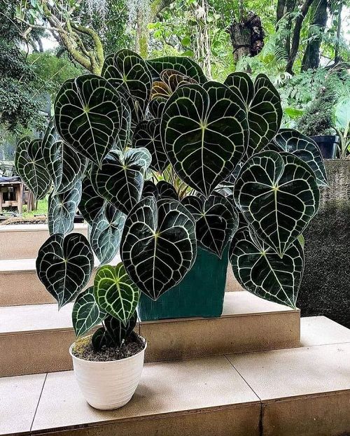 INDOOR PLANTS