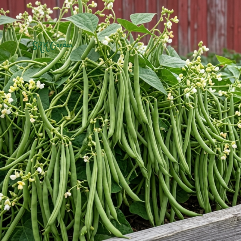 Vegetables - Beans, Peas & Corn