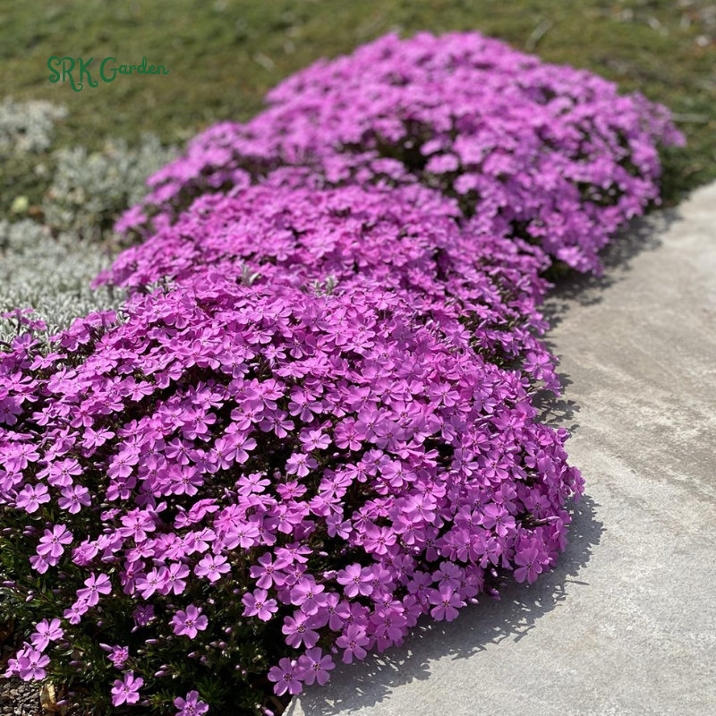 Flowers - Garden & Wildflowers