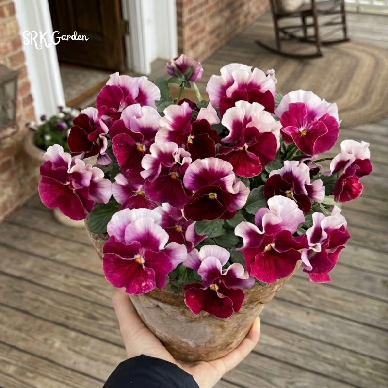 Flowers - Potted & Balcony Flowers