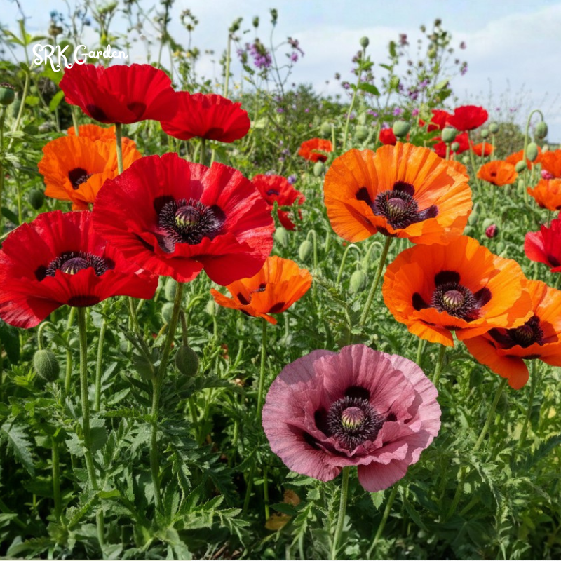 Flowers - Pollinator & Rare Plants