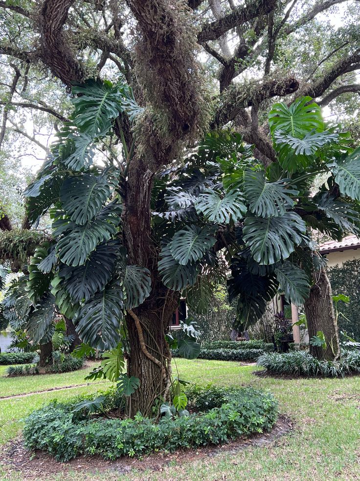OUTDOOR PLANTS
