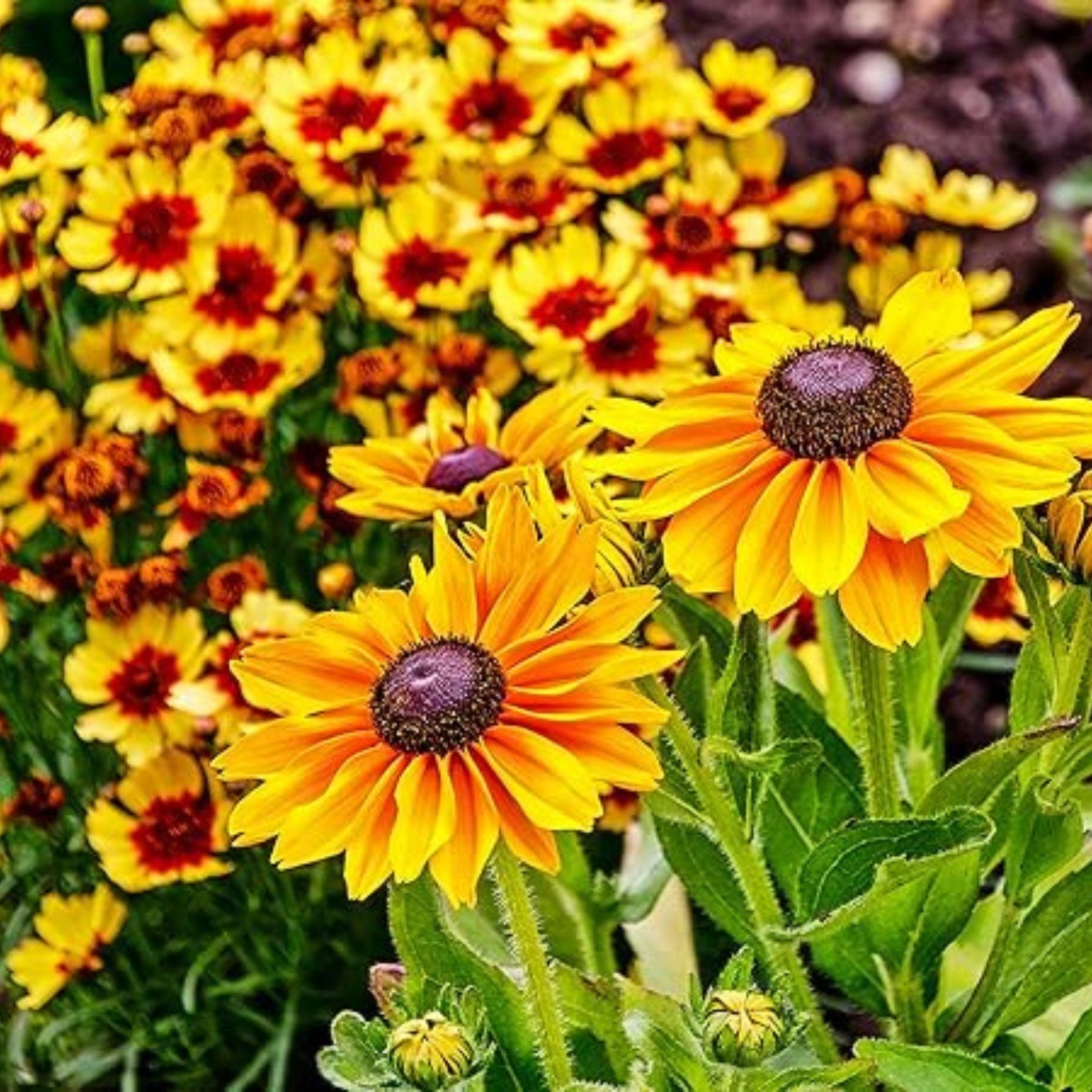 FLOWERS