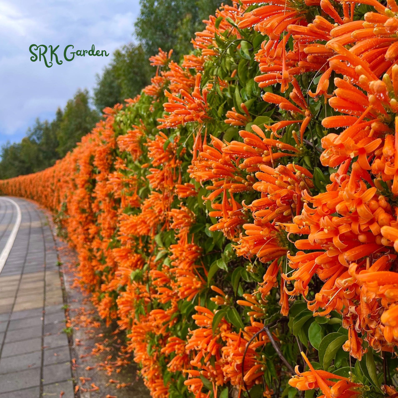 Color your garden—plant with us now.