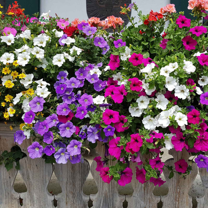 Flowers - Climbing Flowers
