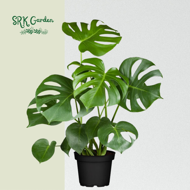Monstera Deliciosa Live Plants 1ft tall