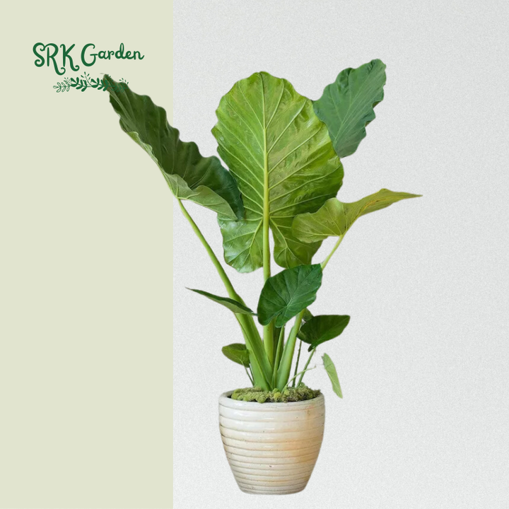 ALocasia Calidora - Giant Elephant Ear - 2ft Live Plants