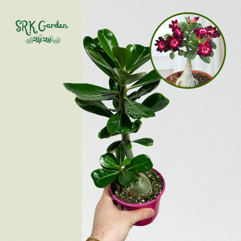 Adenium Obesum Desert Rose 3.5" pot 8-10" tall