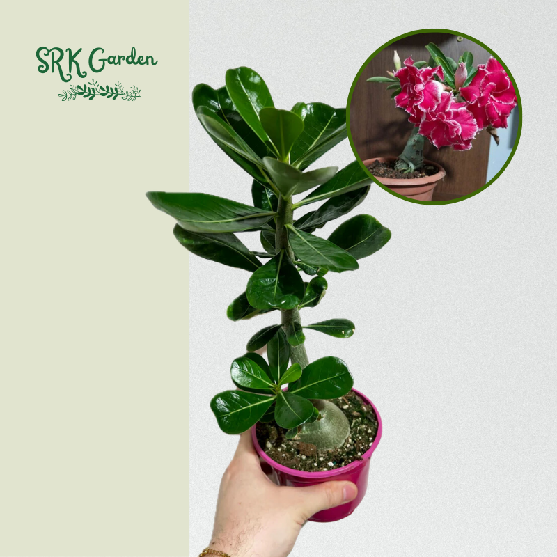 Adenium Obesum Desert Rose 3.5" pot 8-10" tall