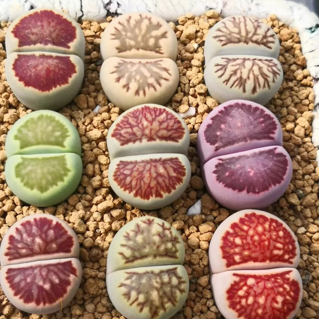 Lithops Live Small Exotic  Random Color Size 0.3" to 0.7"