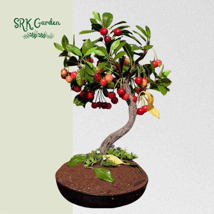 Dwarf Cherry Tree, Sweet Cherry Live Plants 2ft tall