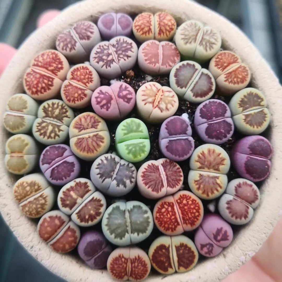 Lithops Live Small Exotic  Random Color Size 0.3" to 0.7"