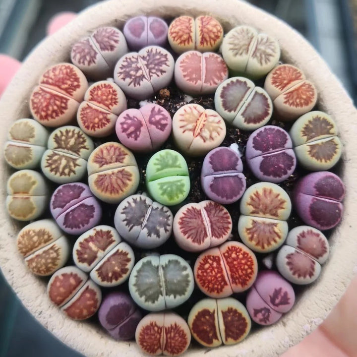 Lithops Live Small Exotic  Random Color Size 0.3" to 0.7"