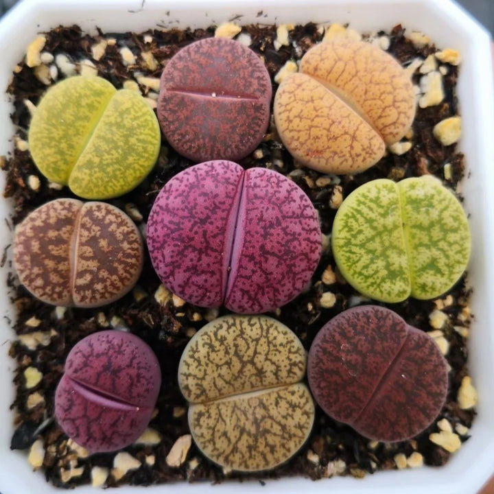 Lithops Live Small Exotic  Random Color Size 0.3" to 0.7"