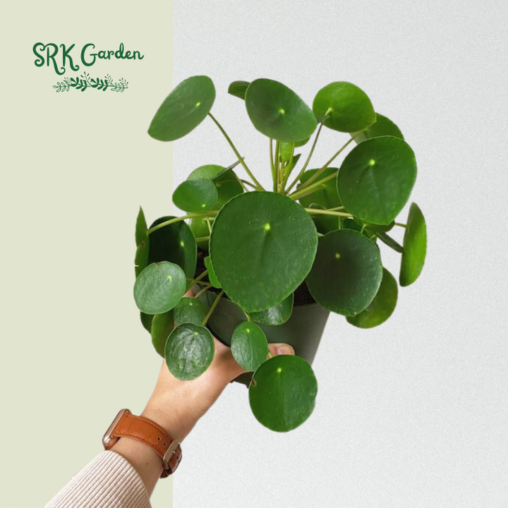 Chinese Money Plant (Pilea Peperomioides) 2.5" pot