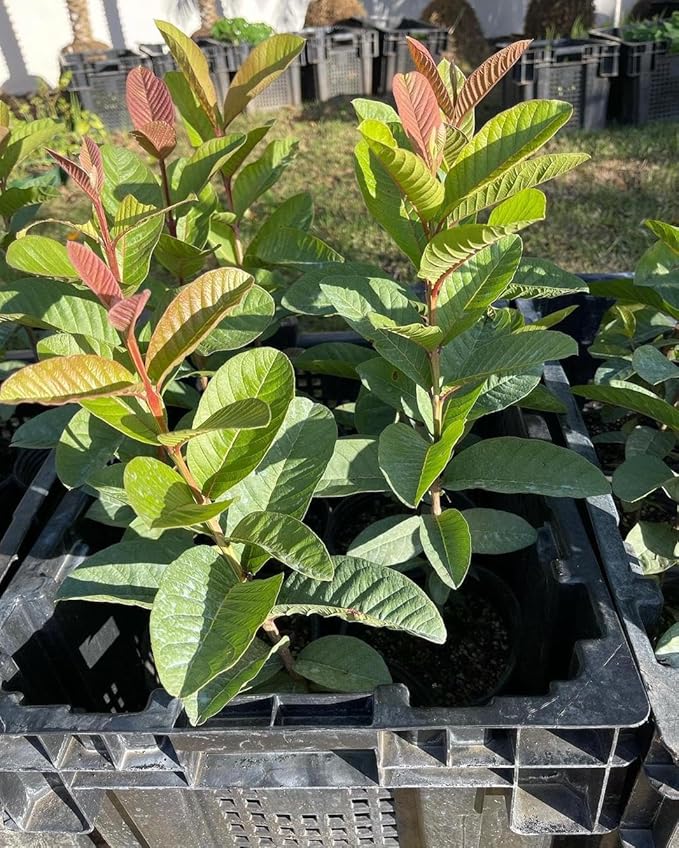 White Guava - 1 Feet Tall - Ship in 6" Pot - Fruit Live Plant