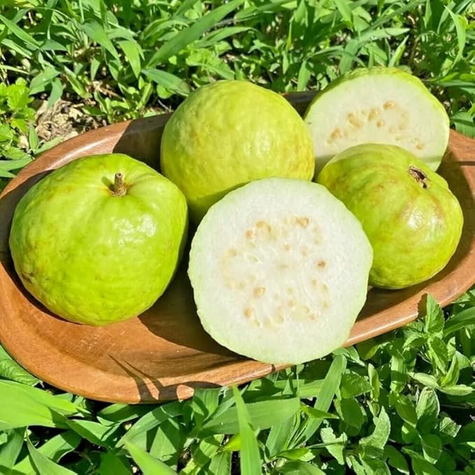 White Guava - 1 Feet Tall - Ship in 6" Pot - Fruit Live Plant