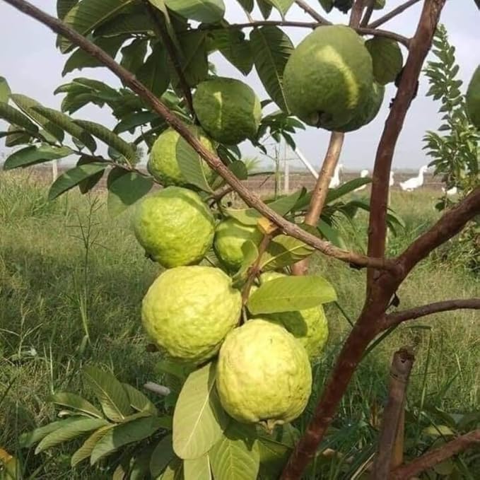 White Guava - 1 Feet Tall - Ship in 6" Pot - Fruit Live Plant