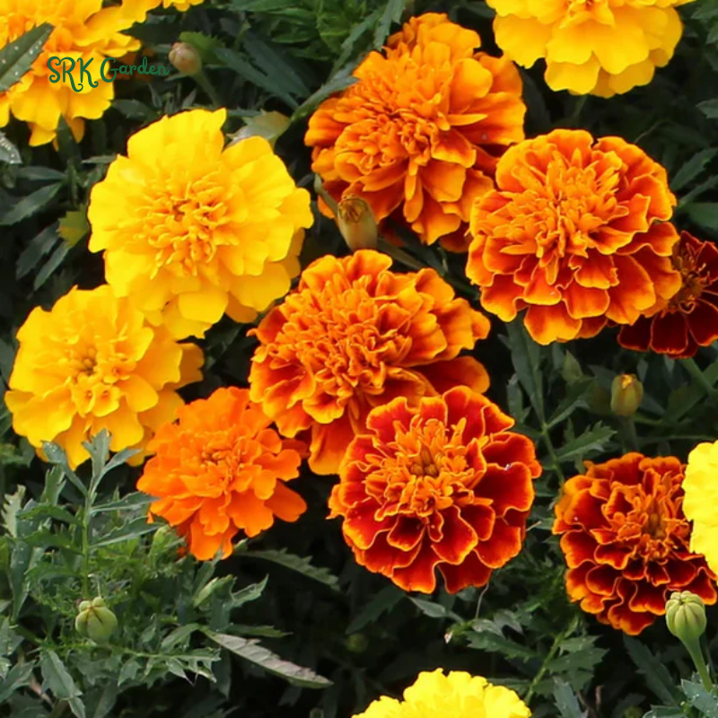 Petite French Marigold Seed Mix | 300 Seeds