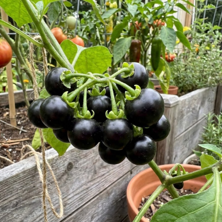 Garden Huckleberry Seeds
