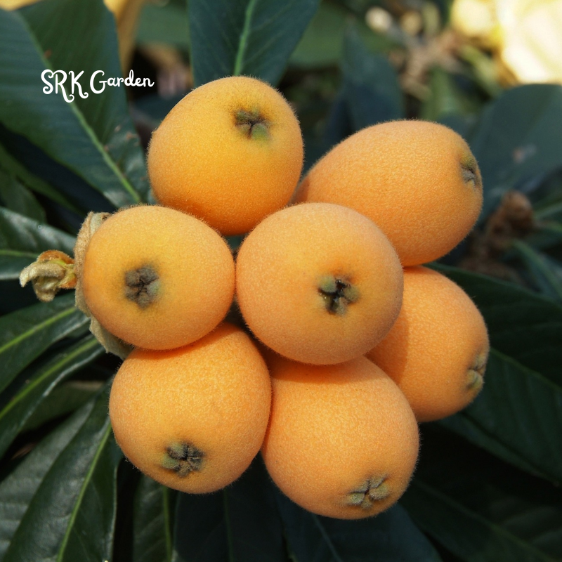 Loquat Live Plants Starter Plant Plug 4-7 Inches Tall Easy-to-Grow - Sweet and High Yeild