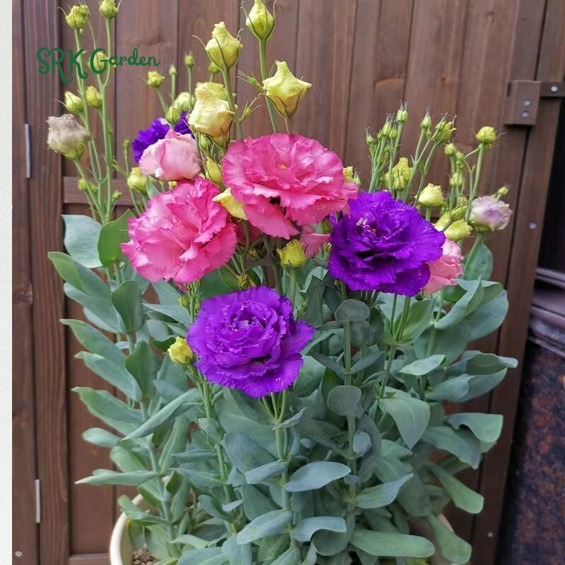 Eustoma / Lisianthus Grandiflorum Thornless Rose  Seeds, Year-around Planting