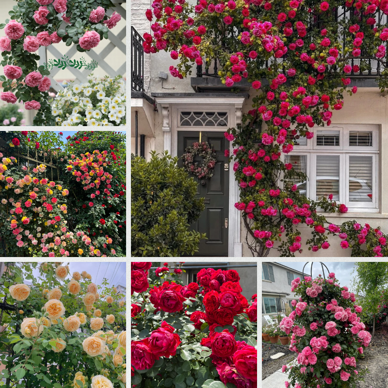 Climbing Roses Color Chart Garden climbing rose 200+ seeds | Mix Color – Srk Garden