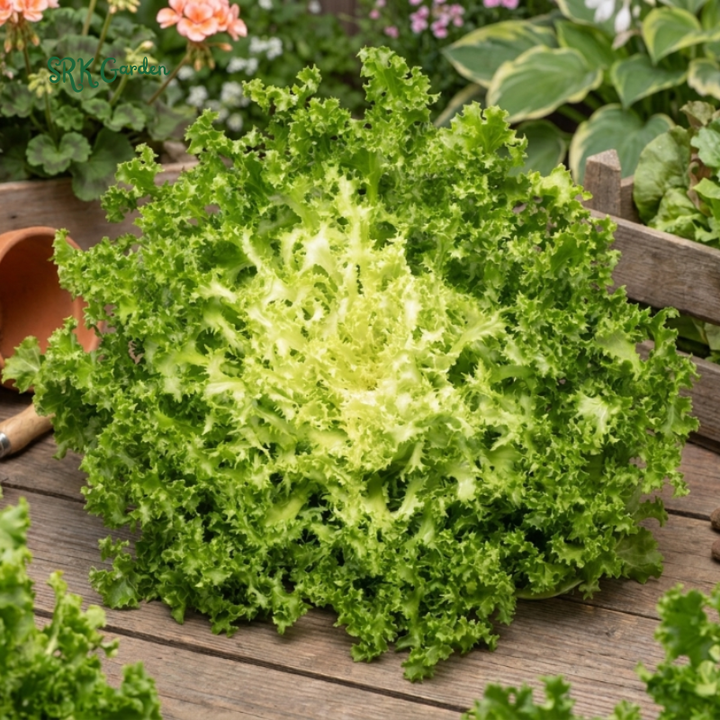 200+ Green Curled Ruffec Endive Seeds