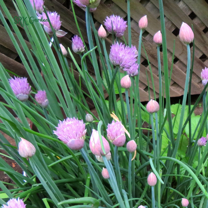 Chives Seeds | 150 Seeds