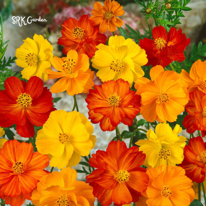Sulphur Bright Lights Mix Cosmos Seeds | 100 Seeds