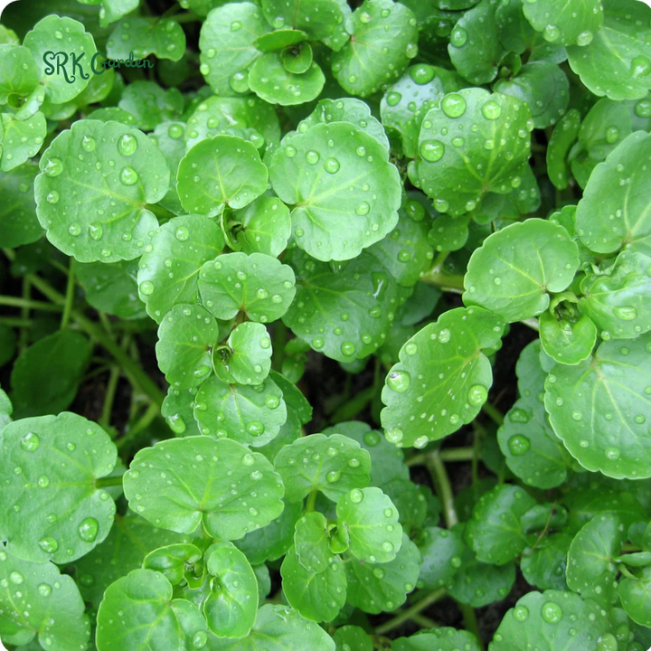 Watercress Seeds | 200 Seeds