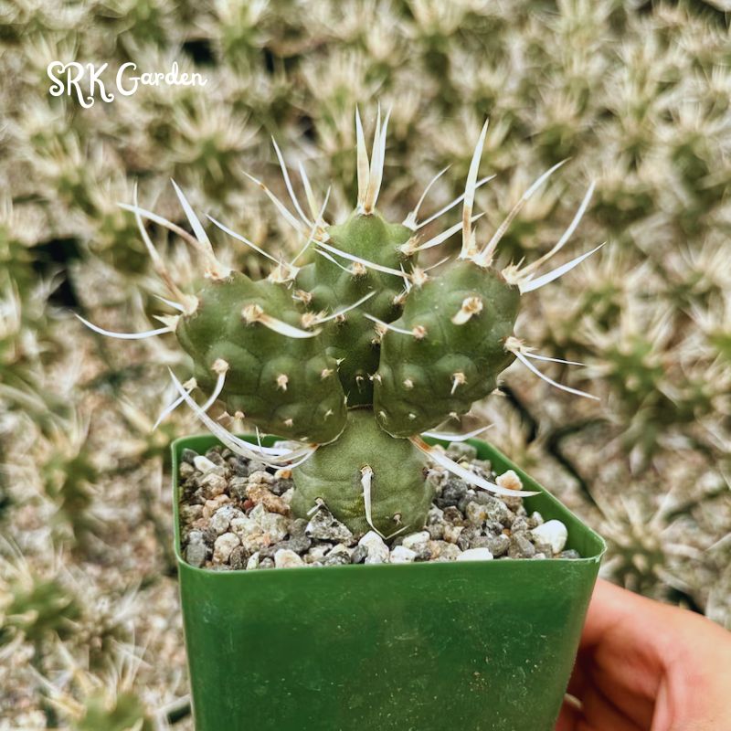 Paper Spine Cactus, Tephrocactus Articulatus, Pine Cone Cactus, Rare Cactus in 3" pot