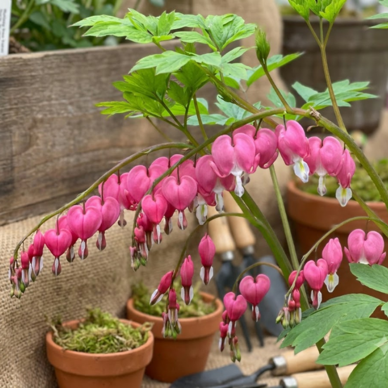 Pink Bleeding Heart Bare Root Perennial Plants – Heart Shaped Pink Blooms