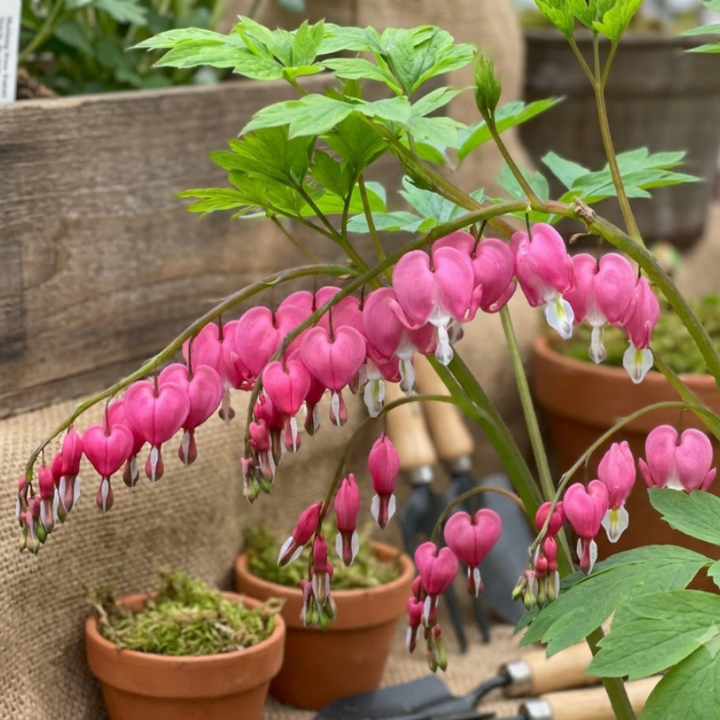 Pink Bleeding Heart Bare Root Perennial Plants – Heart Shaped Pink Blooms