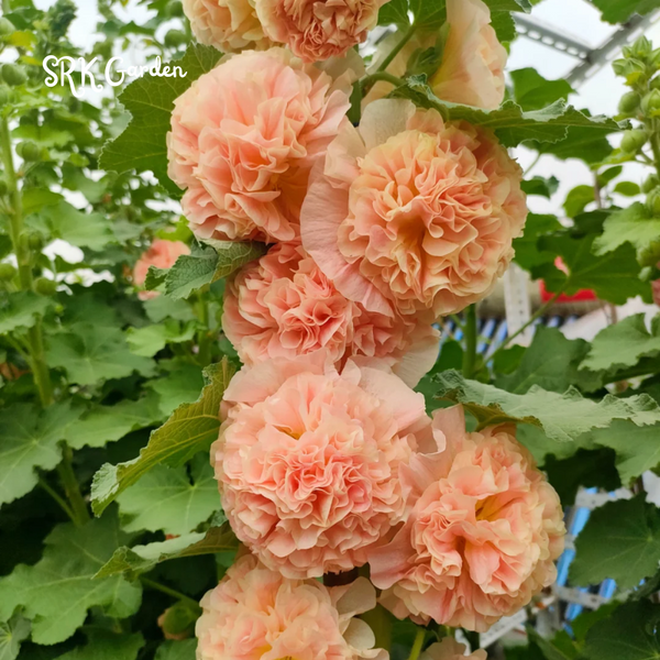 Double Mallow Tree 200+ Hollyhock Seeds Carnival Mix Giant Mallow Double Hollyhock Flower ...