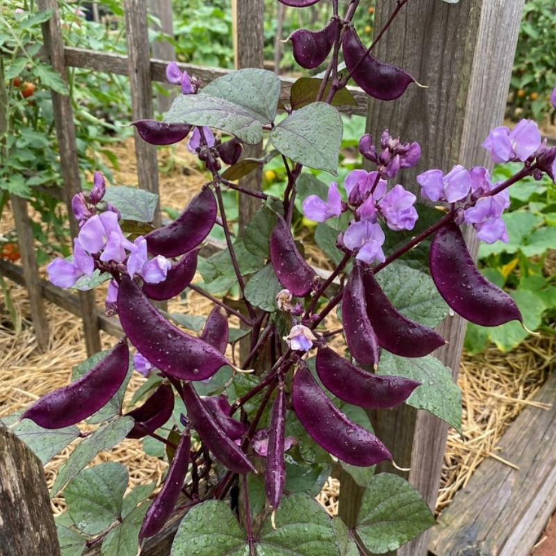 RUBY MOON Hyacinth Bean Seeds